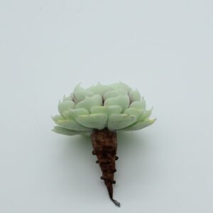 Clay Faux Greenery4
